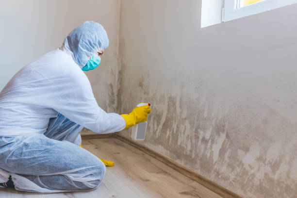 Licensed Mold Cleanup service in Bridgeport, MI - WQB Mold Removal