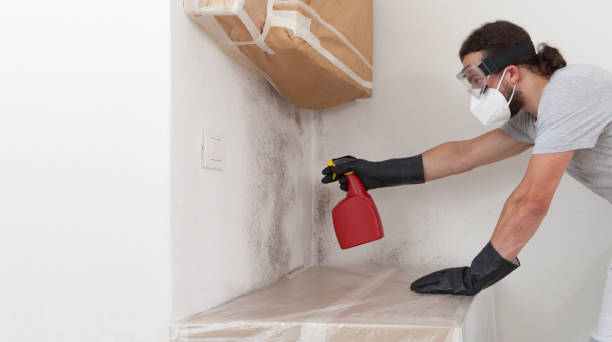 Professional Mold Cleanup technician working in Bridgeport, MI
