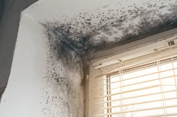 Affordable Mold Cleanup solutions in Bridgeport, MI